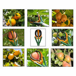 Recolector de Frutas y Cambiador de Focos Toolmark